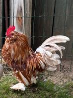 Ukkelse baardkrielen, Plusieurs animaux, Poule ou poulet