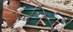 Pakistaanse hoogvliegers, Dieren en Toebehoren, Vogels | Duiven
