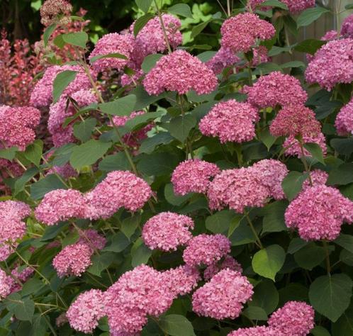 hortensia/hydrangea arborescens 'Pink Annabelle', Jardin & Terrasse, Plantes | Jardin, Enlèvement