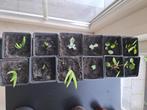 Plantjes, Huis en Inrichting, Kamerplanten, Ophalen, Vetplant, In pot, Minder dan 100 cm