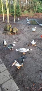 Barberie eenden  10 stuks  8 euro het stuk, Dieren en Toebehoren