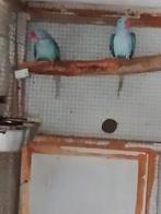 Grote Alexander 2.0 blauw 24 -25, Dieren en Toebehoren, Vogels | Parkieten en Papegaaien, Geringd