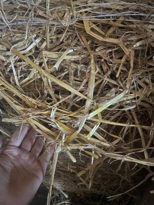 Stro te koop, Zakelijke goederen, Landbouw | Veevoer, Ophalen