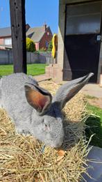 Vlaamse reus, Dieren en Toebehoren, Konijnen, Mannelijk, Groot, 0 tot 2 jaar