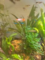 jonge guppies, Dieren en Toebehoren, Vis, Zoetwatervis, Schoolvis