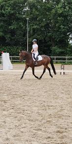 Leuke 4 jarige merrie, Dieren en Toebehoren, Merrie, B, Gechipt, 3 tot 6 jaar