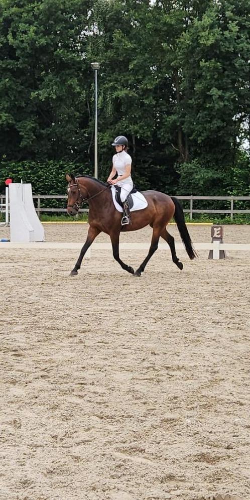 Leuke 4 jarige merrie, Dieren en Toebehoren, Paarden, Merrie, B, 160 tot 165 cm, 3 tot 6 jaar, Met stamboom, Gechipt, Ontwormd