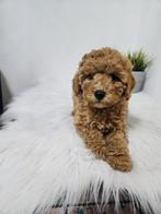 Dwergpoedel puppy, Poedel, België, Fokker | Hobbymatig, 8 tot 15 weken