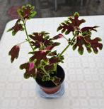 kamerplantje siernetel Coleus Inky fingers, Huis en Inrichting, Kamerplanten, Ophalen