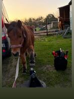 Hoefverzorger/ hoefbekapper, Dieren en Toebehoren, Paarden