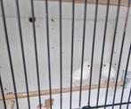 Canaris snow white, Animaux & Accessoires, Oiseaux | Canaris