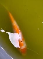 Kohaku - 11cm, Dieren en Toebehoren, Vissen | Vijvervissen, Karper of Koi