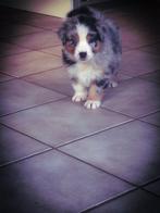 Australian shepherd pups met fci stamboom, Dieren en Toebehoren, CDV (hondenziekte), België, 8 tot 15 weken, Meerdere