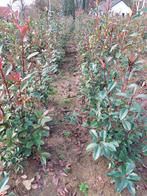 Photinia red robin (haagplant), Ophalen, Overige soorten, Haag, 100 tot 250 cm