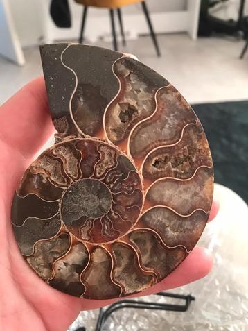 Fossiele ammoniet (ca.145 gr, 11x8 cm) beschikbaar voor biedingen