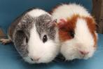 2 jonge cavia's (zeugjes), Dieren en Toebehoren, Knaagdieren, Vrouwelijk, Cavia