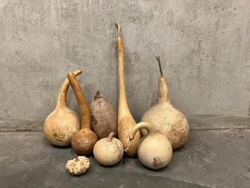 verzameling gedroogde kalebassen één pompoen & één kokosnoot beschikbaar voor biedingen