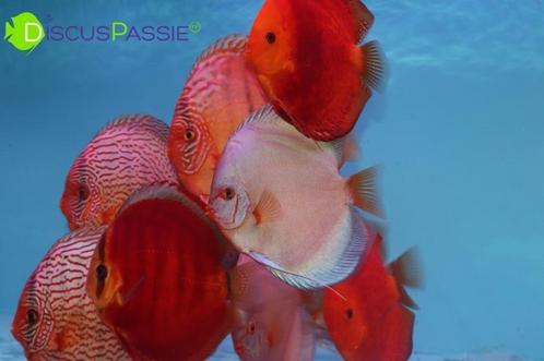 +++PRACHTIGE DISCUSVISSEN+++ Discus TOP Weissflog Piwowarski, Dieren en Toebehoren, Vissen | Aquariumvissen, Zoetwatervis, Vis