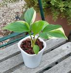 Homalomena sunshine gem variegated, Ophalen of Verzenden