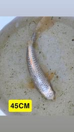 Prachtige koi vissen te koop, Carpe ou Koï