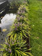 liriope muscari moneymaker, Ophalen, Bodembedekkers, Volle zon, Vaste plant