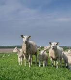 GEZOCHT - schapen om te grazen, Weidegang