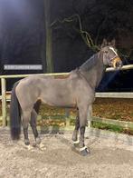 Recreatie paard te koop, Dieren en Toebehoren, Paarden, Merrie