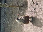 Zwart haantje, Dieren en Toebehoren, Pluimvee, Mannelijk, Kip