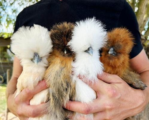 Prachtige USA zijdehoentjes, Dieren en Toebehoren, Pluimvee