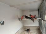 Wildkleur Bourkes, Dieren en Toebehoren, Meerdere dieren, Parkiet, Geringd