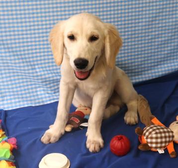 Super beau chiot Golden Retriever !, 15 semaines à 1 an, Golden retriever, Étranger, Chien (mâle)