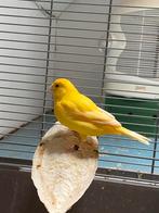 Kanaries, Dieren en Toebehoren, Vogels | Kanaries, Meerdere dieren, Zangkanarie