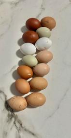 Verse ei, Dieren en Toebehoren