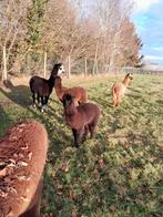 2 prachtige alpaca veulentjes merrie en hengstje, Dieren en Toebehoren, Overige Dieren, Meerdere dieren