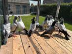 paksitanse hogevligers Topblodljne, Dieren en Toebehoren, Meerdere dieren, Overige soorten