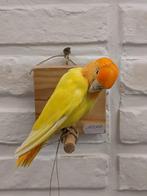 Opgezette agapornis roseicollis, Verzamelen, Ophalen of Verzenden, Nieuw, Vogel, Opgezet dier
