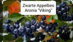 ZWARTE APPELBES STRUIKEN "VIKING" IN POT, 8€/Stuk, Vaste plant, Fruitplanten, Ophalen of Verzenden, Lente