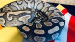 Ball python vrouw, Dieren en Toebehoren, Slang, Tam, 0 tot 2 jaar