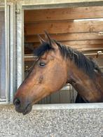 Halve stal gezocht, Dieren en Toebehoren, Paarden, Merrie