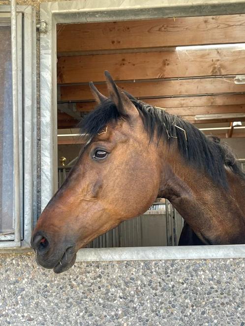 Halve stal gezocht, Dieren en Toebehoren, Paarden, Merrie