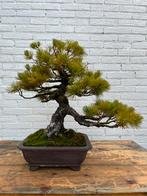 Oude Japanse Witte Den bonsai, Tuin en Terras, Overige soorten, Lente, Minder dan 100 cm, Ophalen