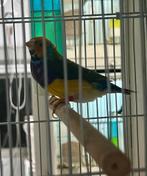 Bonte man van 24 en cinnamon popje van 25, Animaux & Accessoires