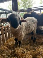 Walliser zwartneusschaap, Dieren en Toebehoren, Schapen, Geiten en Varkens, Mannelijk, Schaap, 0 tot 2 jaar