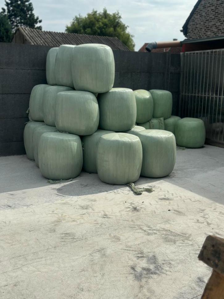 Verschillende mais bollen, Dieren en Toebehoren, Dierenvoeding, Ophalen