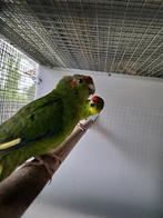 Kakariki's koppels