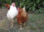 poules pondeuses colorées âgées d'au moins 20 semaines, Femelle, Poule ou poulet