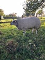 Zeer zware jaarling ooi te koop, Dieren en Toebehoren, Vrouwelijk, Schaap, 0 tot 2 jaar
