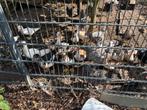 Barberie eenden, Dieren en Toebehoren, Pluimvee, Eend