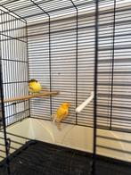 Kanarie met kooi