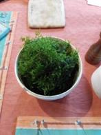 Java mos vers gesnoeid 1,5 lts pot, Ophalen, Nieuw, Plant(en), Steen of Hout